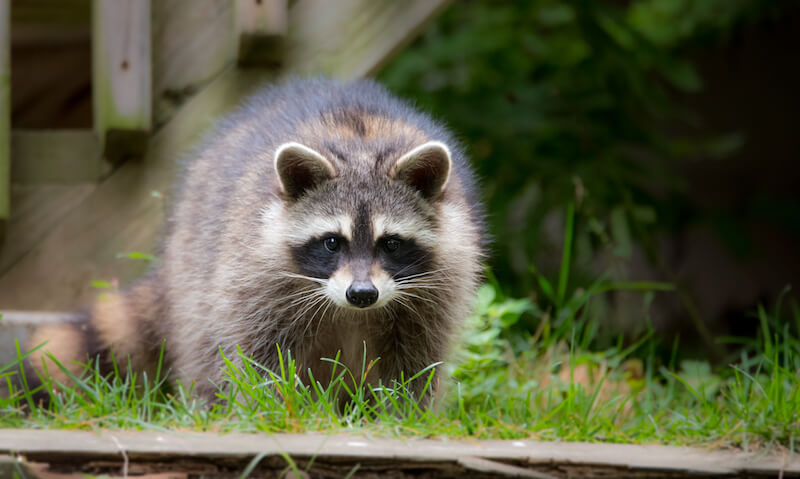 じつは屋根裏に侵入します アライグマ対策 屋根裏の動物被害をブロック